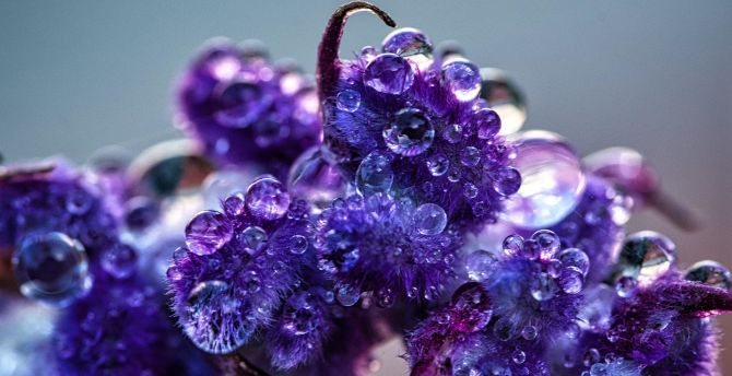 Violet flowers, water drops, blooming, close up wallpaper