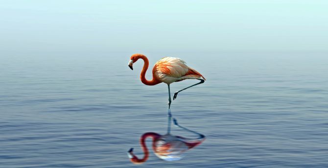 Flamingo, reflection, lake wallpaper