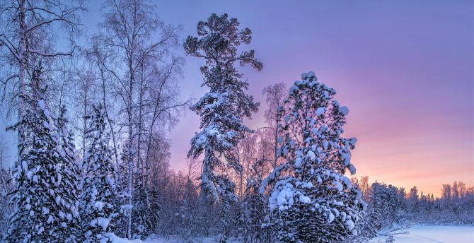 Tree, forest, winter, sunset wallpaper