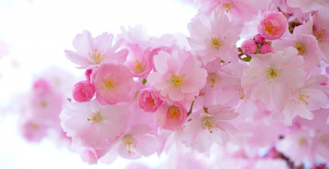 Japanese, cherry trees, blossom, flowers, nature wallpaper