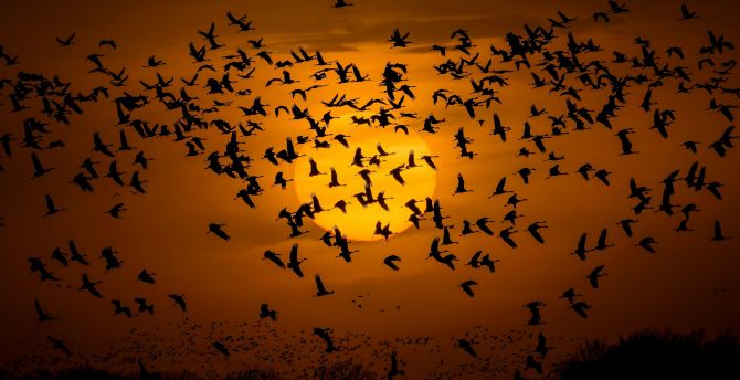 Silhouette, sunset, birds' flight wallpaper