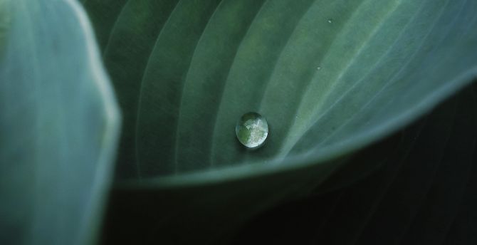 Single droplet, close up, leaf wallpaper