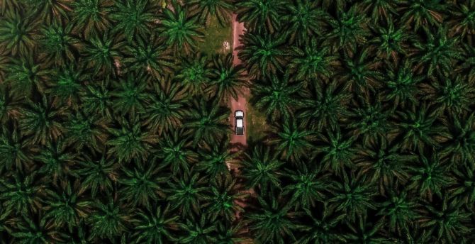Road through palms, aerial view wallpaper