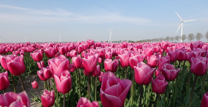 Farm, flowers, pink tulips wallpaper