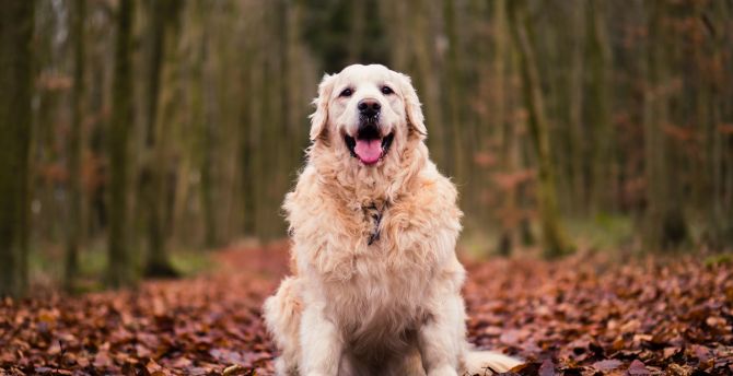 Golden Retriever, Dog, sitting, autumn, foliage wallpaper