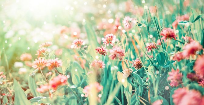 Blossom, pink-red flowers, plants wallpaper