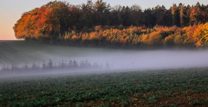 Autumn, landscape, trees, mist, fog, nature wallpaper