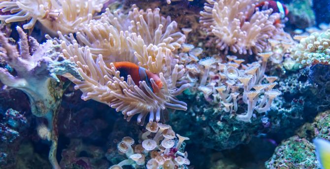 Coral, underwater, fish, aquatic life wallpaper