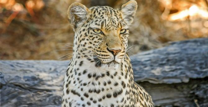 Leopard, wild cat, muzzle, calm wallpaper