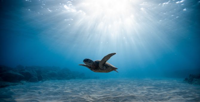 Underwater life, turtle, blue sea wallpaper