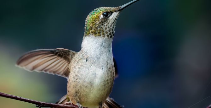 Adorable bird, hummingbird wallpaper