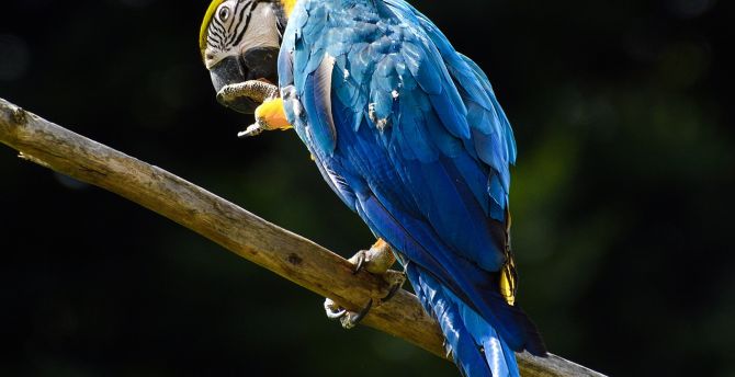 Blue, macaw, parrot wallpaper