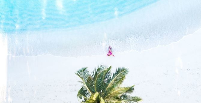 Palm tree, aerial view, beach wallpaper
