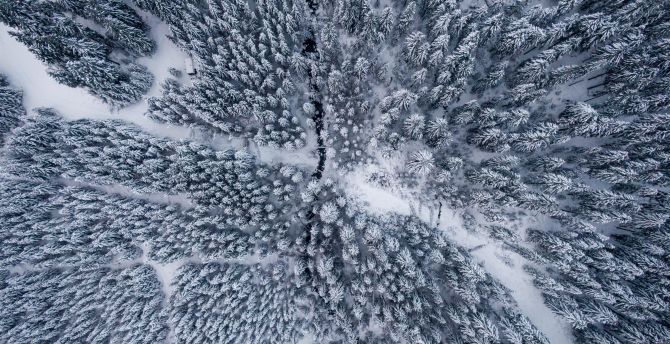 Winter, snowfrost, aerial view, forest wallpaper