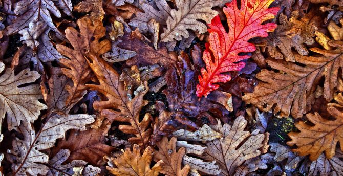 Oak leaves, autumn, fall wallpaper