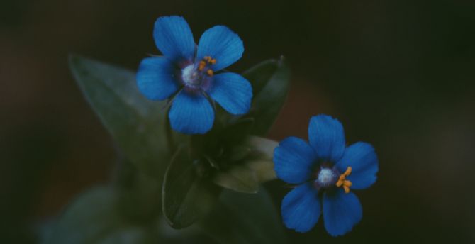 Blue, bright flowers, pair wallpaper