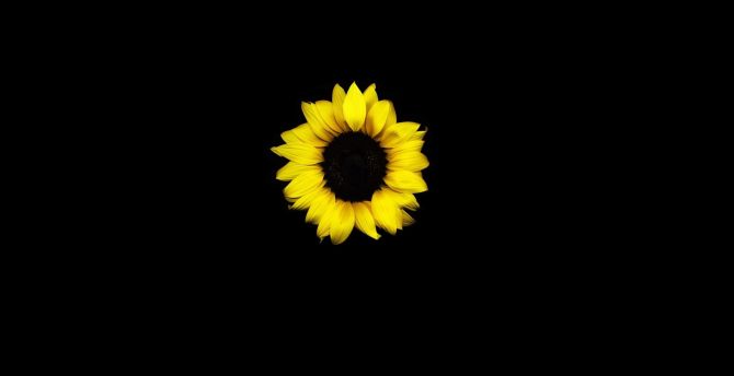 Sunflower, yellow, dark wallpaper