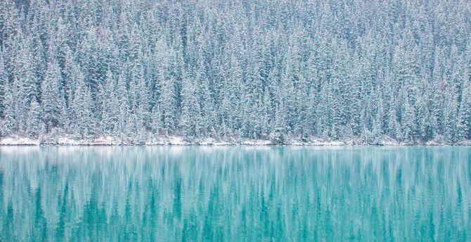Pine trees, winter, reflections, blue lake wallpaper
