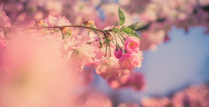 Pink flowers, cherry blossom, spring, blur wallpaper