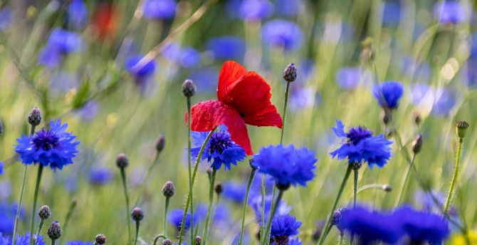 Red poppy, blue flowers, meadow, spring wallpaper