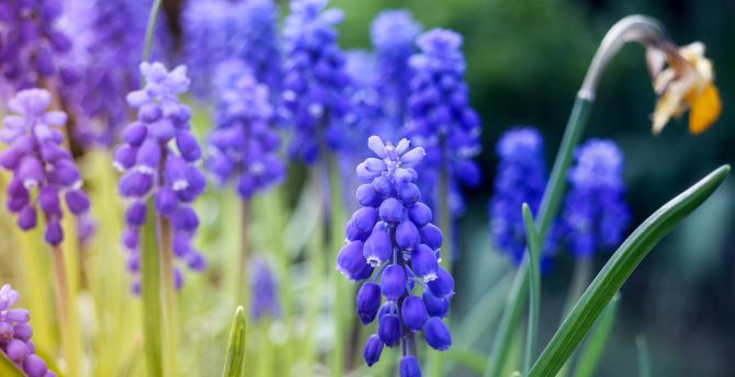 Purple, flowers, blur, meadow, Hyacinth wallpaper
