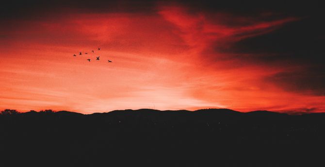 Birds, flight, sunset, sky, horizon wallpaper