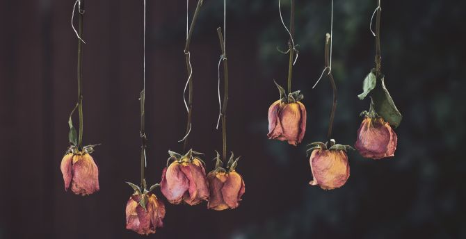 Roses, flowers, dry, hanging wallpaper
