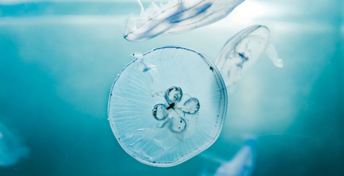 Jellyfish, unterwater, blue sea wallpaper