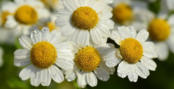 White flowers, floral, daisy, drops, close up wallpaper