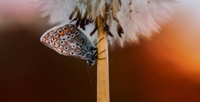 Butterfly, dandelion, close up wallpaper