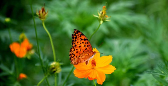 Nature, butterfly, blur, insect, flowers wallpaper