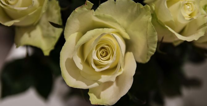 Yellow rose, flowers, close up wallpaper