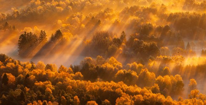 Sun lights, autumn, trees, nature wallpaper