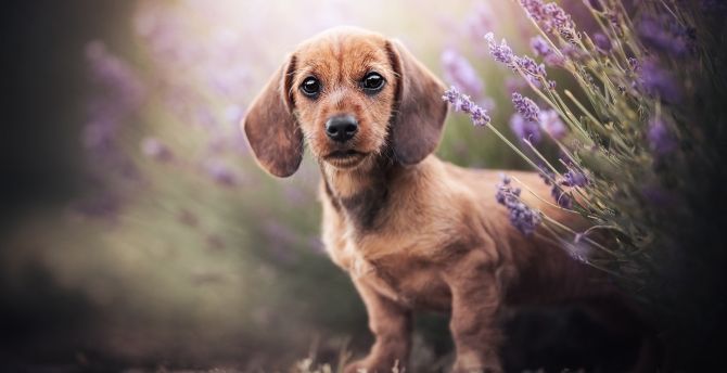 Dachshund, cute dog puppy wallpaper