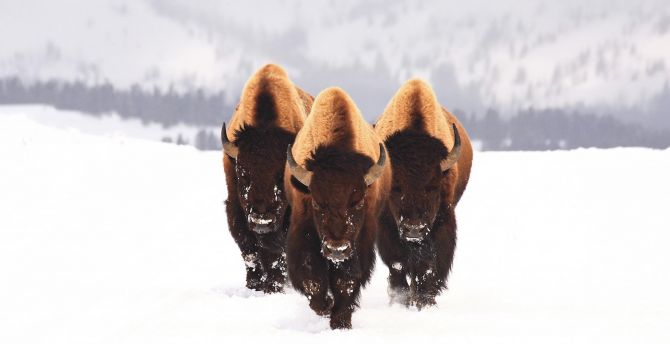 Bison Black Wallpapers - Aesthetic Bison Wallpapers for iPhone 4k