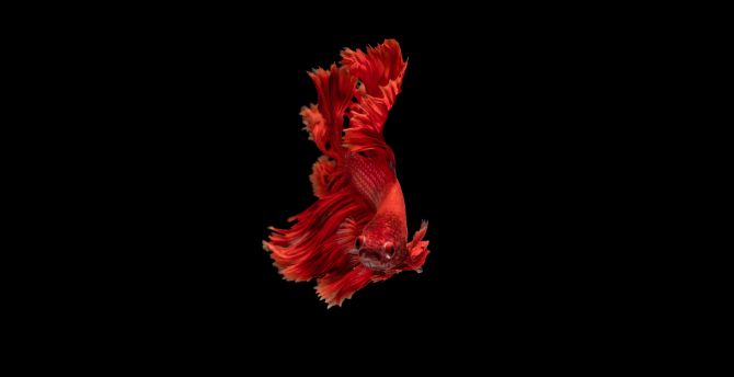 Red, beta fish, Siamese fighting fish, minimal wallpaper