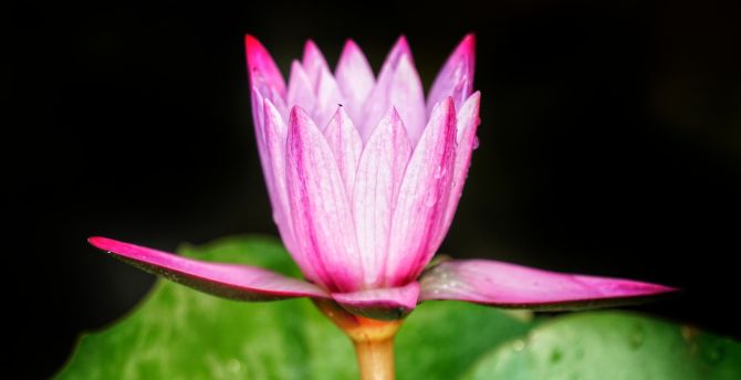 Close up, pink, bud, water lily wallpaper