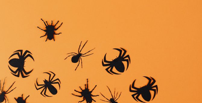 Halloween, black spiders wall stickers, minimal wallpaper