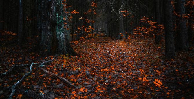 Autumn, orange leaves, forest, nature wallpaper