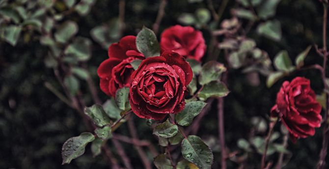 Rose, red flower, drops, bloom wallpaper