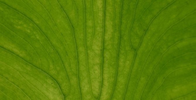 Close up, leaf big, veins wallpaper