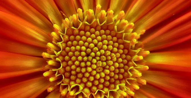 Daisy, flower, macro, pollen wallpaper