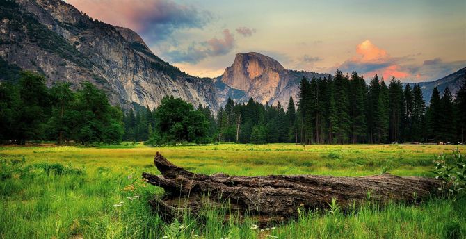 Tree trunk, landscape, half dome, Yosemite valley wallpaper