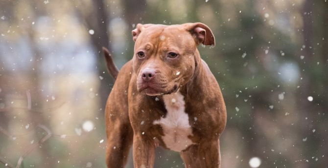 Pit bull, dog, winter wallpaper