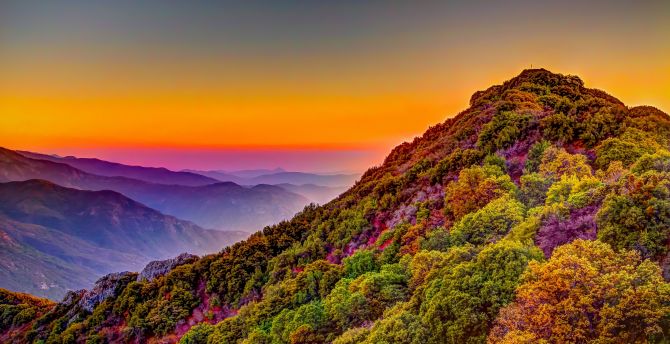 Sequoia National Park, sunset, hill, forest, horizon, nature wallpaper