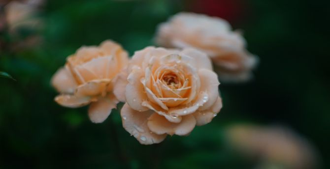 Drops, fresh, orange roses, blur wallpaper