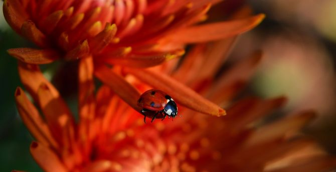 Macro, ladybug, insect, flowers wallpaper