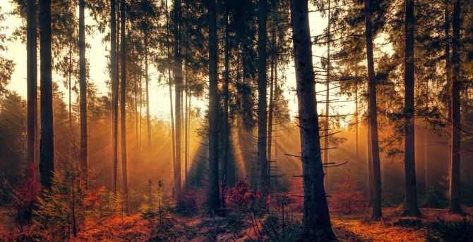 Forest, trees, sunbeams, nature wallpaper