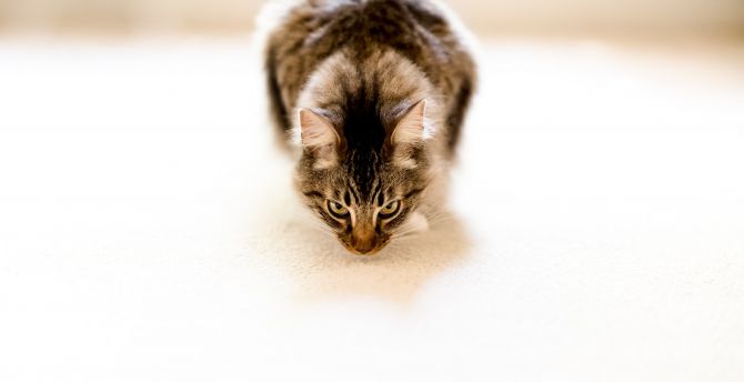 Cat, pet animal wallpaper