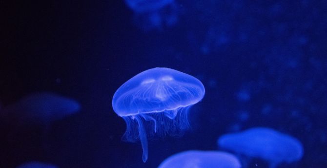 Underwater, glow, jellyfish wallpaper
